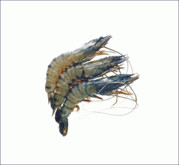 Bagda Chingri (Cleaned)