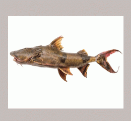 Baghaire (বাঘা আইর)