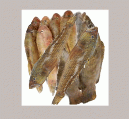 Baila Mach (বাইলা মাছ)