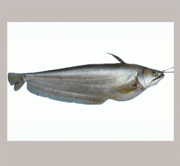 Boal Nodir (নদীর বোয়াল)