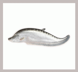 Chitol Fish (চিথল মাছ)