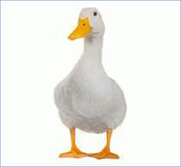 Duck - 14