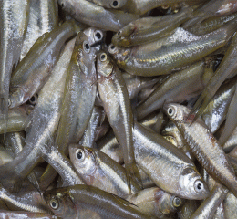 Mola mach (মলা মাছ)