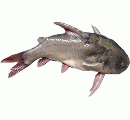 Rita Fish (রিটা মাছ)