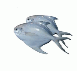 Rupchanda (Belly cleaned)