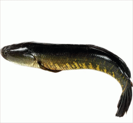 Shol Mach ( শোল মাছ )