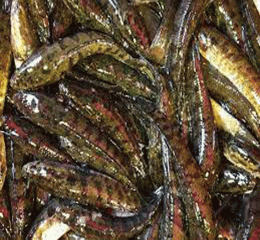Taki fish (টাকি মাছ)