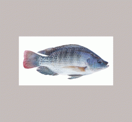 Tilapia