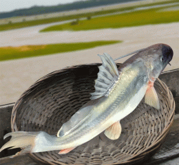 Aire fish ( আইর মাছ )