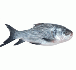 Katol fish River (কাতল মাছ)